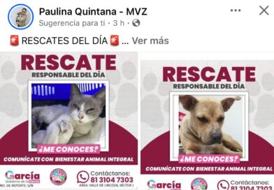 “Adopta con amor en García” rescata cientos de perritos y gatitos; 150 ya buscan un hogar