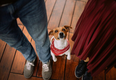 Aprueban en comisión protección de mascotas tras divorcio