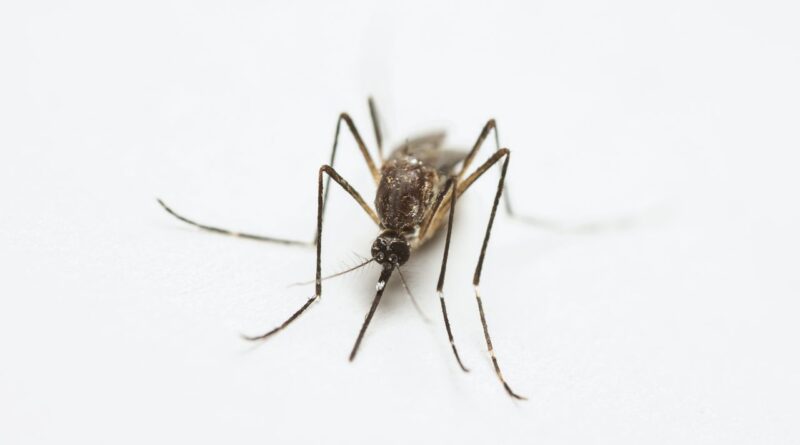 Vacunación reduciría hospitalizaciones y fortalecería el control del DENGUE en México